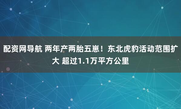 配资网导航 两年产两胎五崽！东北虎豹活动范围扩大 超过1.1万平方公里